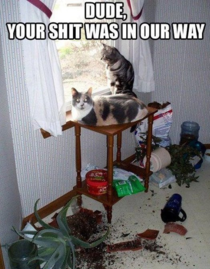 Cats being Jerks