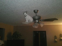 Cats do not abide by the laws of nature