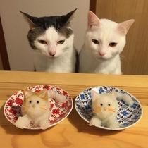 Cats eating dinner at the table