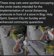 Cats following social distancing rules