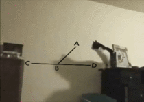 Cats math
