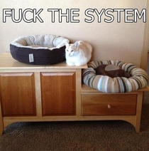 Cats summarized