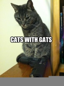 Cats with gats