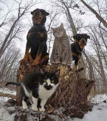 CatsnDogs - Dropping the hottest RnB album this year