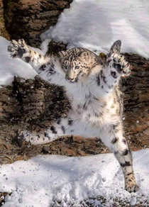 Caught in the Act Leaping Snow Leopard