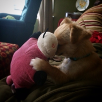 Caught my dog having an intimate moment with his toy today