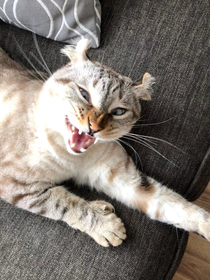 Caught my highland lynx cat mid-sneeze Thought you guys would appreciate