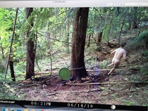 Caught on a trail cam in North Idaho