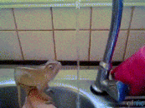 Chameleon playing with water