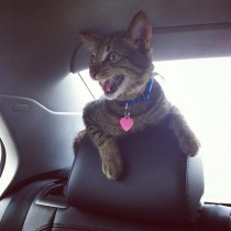 Charlie doesnt like car rides