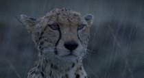 Cheetah tolerates the rain