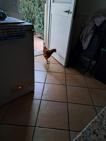 chicken in my house