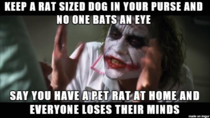 Chihuahua owners vs pet rat owners