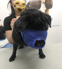 Chloe got a lil bitey at the vet today Ive never seen a pug muzzle before and it made my day