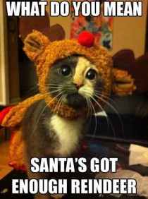 Christmas kitty is sad