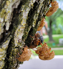 Cicada Threesome