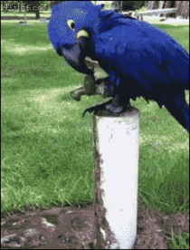 Clever parrot