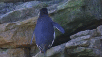 Clumsy penguin