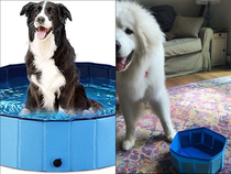 cm diameter dog pool vs reality