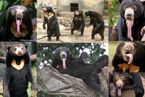 Confession bear is a Malayan sun bear This is what they look like whenever theyre not judging people