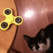 Confuse a cat with Fidget Spinner