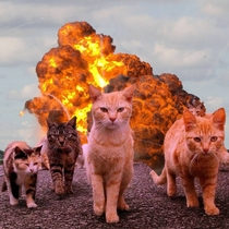 Cool cats dont look at explosions
