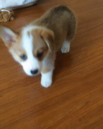 Corgi pup learns to play fetch