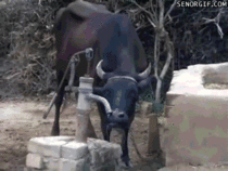 Cow using a water pump thats all