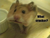 Cracker What cracker