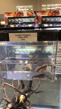 Crayfish on sale