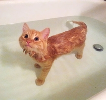 Crazy Cat That Actually Love Water