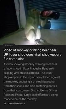 Criminal complaint against alcoholic monkey thief