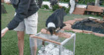 Crow collecting money
