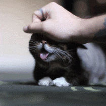 cute Cat enjoying a head rub