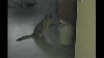 Cute Cat Playing With Garbage Can