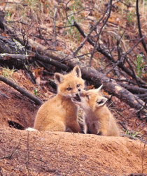 Cute fox kits
