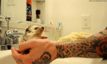 Cute little hedgehog being cradled over a sink