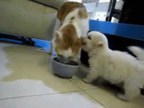 Cute puppy eating the cats ear