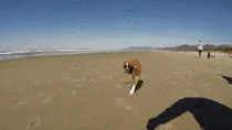 Cute puppy running down the beach Wait for it