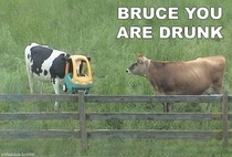 Dammit Bruce