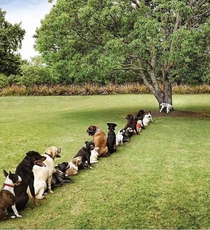 Damn deforestation is really taking a toll on the dog community