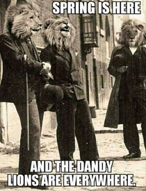 Dandy Lions
