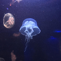 Dark Helmet now lives in an aquarium