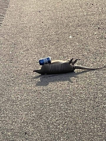 Dead armadillo holding a beer can near my hometown