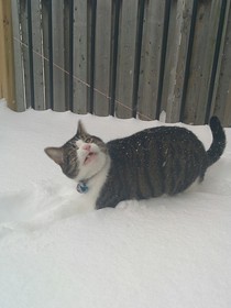 Decided to see how my cat would react to the snow