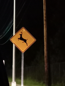 Deer crossing deer may have raging hard on and try to cross road in order to get laid