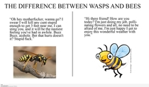 Difference between wasps and bees