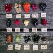 Different types of berries