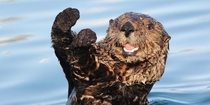 Dis-otterly conduct