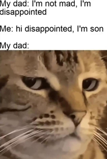 Dissapointed cat